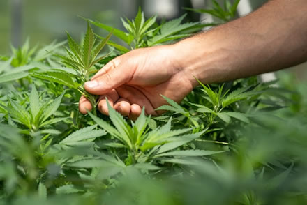 Cannabis-Anbau und Ernte