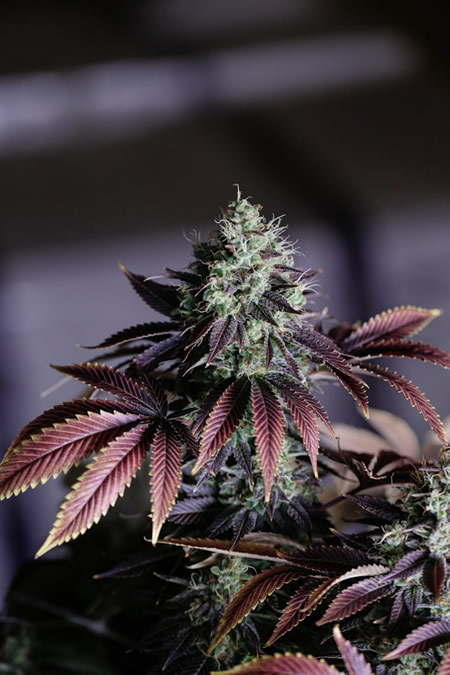Cannabispflanze mit THC