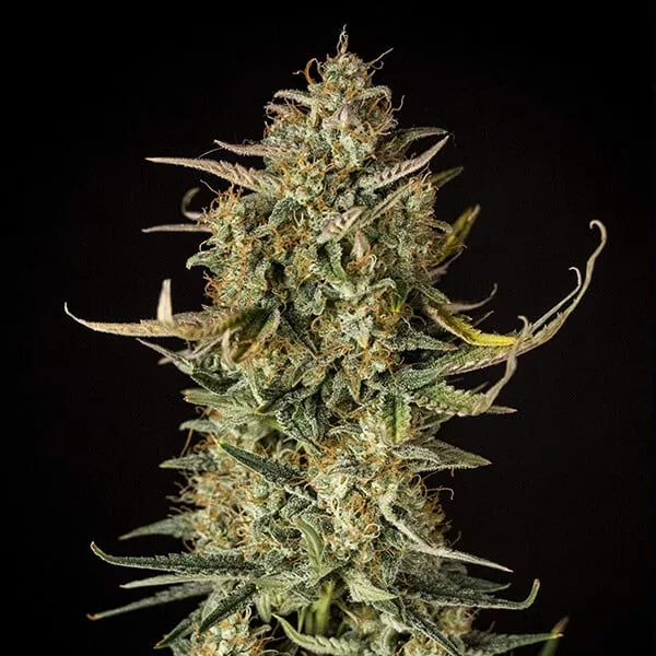 Cannabis Samen Fat Banana Auto