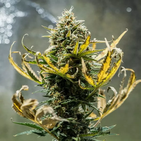 Cannabis Samen Fat Banana Auto