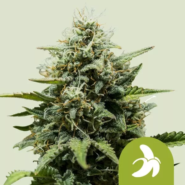 Cannabis Samen Fat Banana Auto