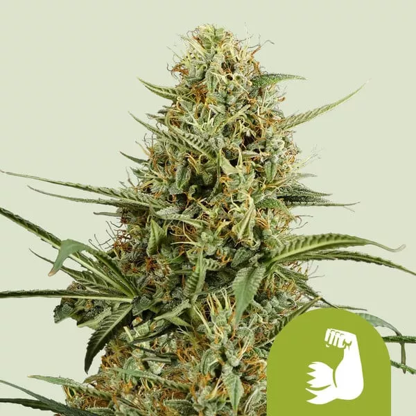 Cannabis Samen HulkBerry Auto