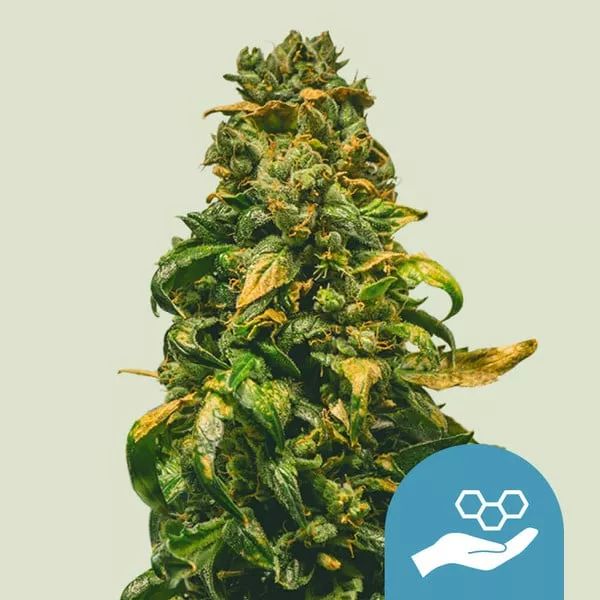 Cannabis Samen Solomatic CBD feminisiert