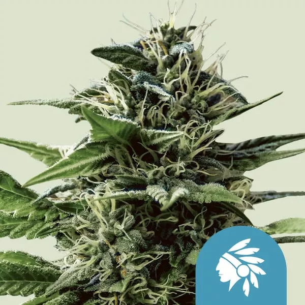 Cannabis Samen Tatanka Pure CBD