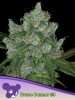 Cannabis Samen Bruce Banner #3