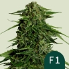 Cannabis Samen Epsilon F1 Automatic