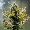 Cannabis Samen Fat Banana Auto