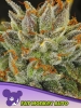 Cannabis Samen Fat Monkey Auto