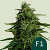 Cannabis Samen Milky Way F1 Automatic