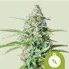 Cannabis Samen Northern Light Auto