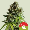 Cannabis Samen NYC Sour D Automatic feminisiert