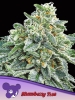 Cannabis Samen Strawberry Tree