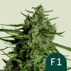 Cannabis Samen Titan F1