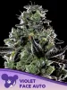 Cannabis Samen Violet Face Auto