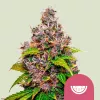 Cannabis Samen Watermelon