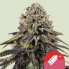 Cannabis Samen Dynamite Diesel feminisiert