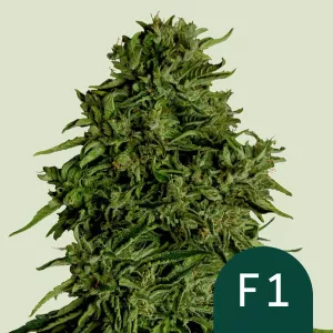 Cannabis Samen Cosmos F1 CBD Aut...